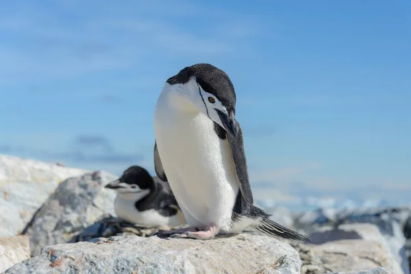 Pinguim Chinstrap Praia Antártida — Fotografia de Stock