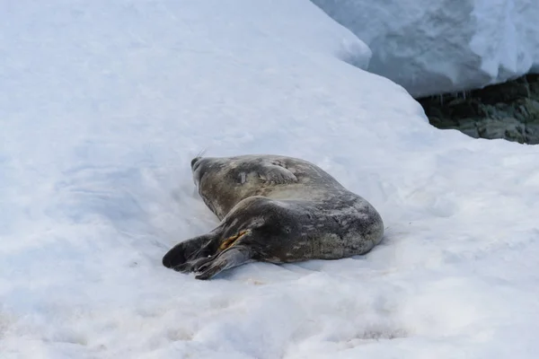Phoque Léopard Sur Plage Avec Neige Antarctique — Photo