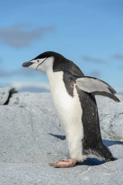 Pingouin Chinstrap Sur Plage Antarctique — Photo