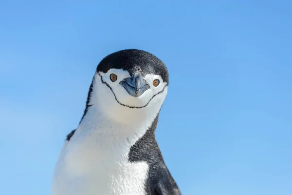Miğfer penguen Antarktika'daki sahilde yakın çekim