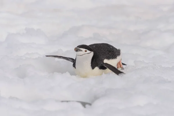 Pinguim Chinstrap Rastejando Neve — Fotografia de Stock