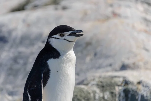 Pinguim Chinstrap Praia Antártida Close — Fotografia de Stock