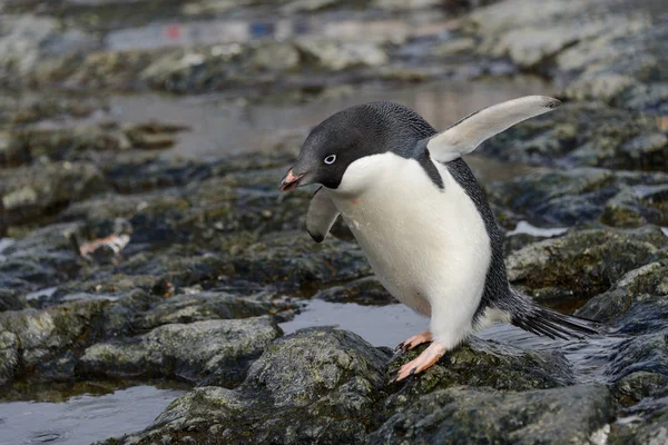 Pinguim Habitat Natural — Fotografia de Stock