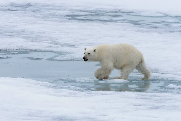 Orso Polare Ursus Maritimus Che Reca Sul Ghiaccio Del Branco — Foto Stock