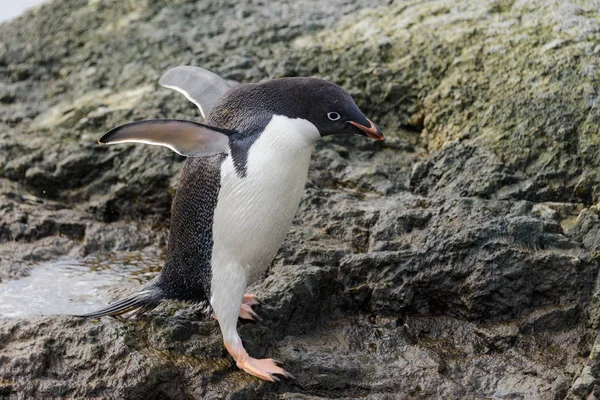 Adéliepinguïn Staande Strand Antarctica — Stockfoto