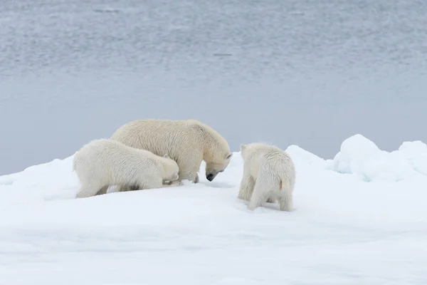 Urso Polar Ursus Maritimus Mãe Filhotes Gêmeos Gelo Pacote Norte — Fotografia de Stock