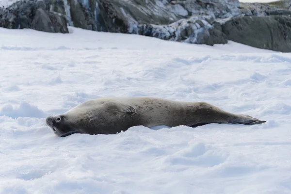 Zeeluipaard Strand Met Sneeuw Antarctica — Stockfoto