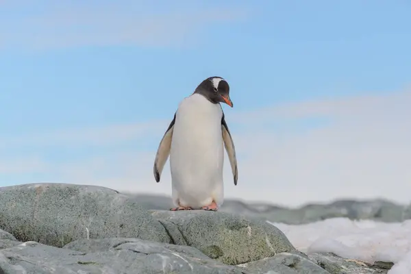 アゴヒゲ ペンギンの南極の雪の上 — ストック写真