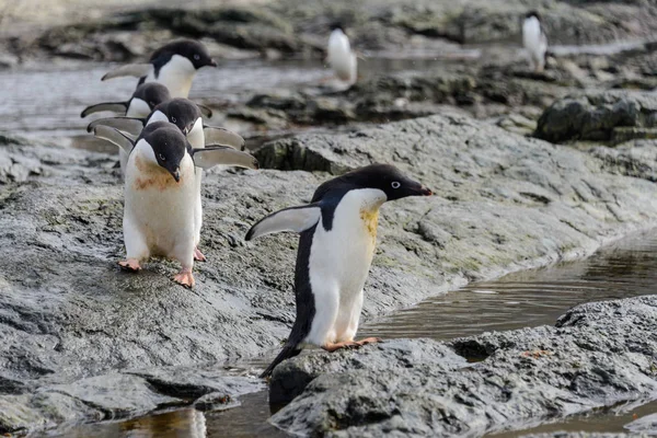 Groep Adéliepinguïns Strand Antarctica — Stockfoto