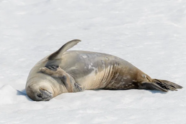 Foca Leopardata Sulla Spiaggia Con Neve Antartide — Foto Stock