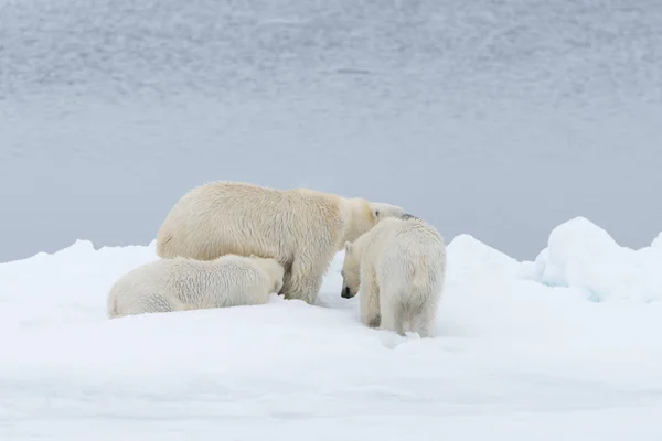 Orso Polare Ursus Maritimus Madre Cuccioli Gemelli Sul Pack Ice — Foto Stock