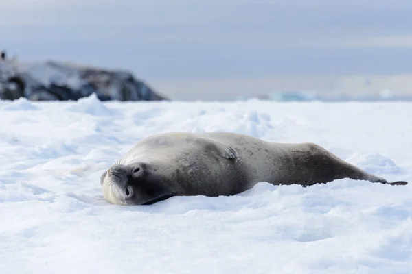 Foca Leopardo Playa Con Nieve Antártida — Foto de Stock