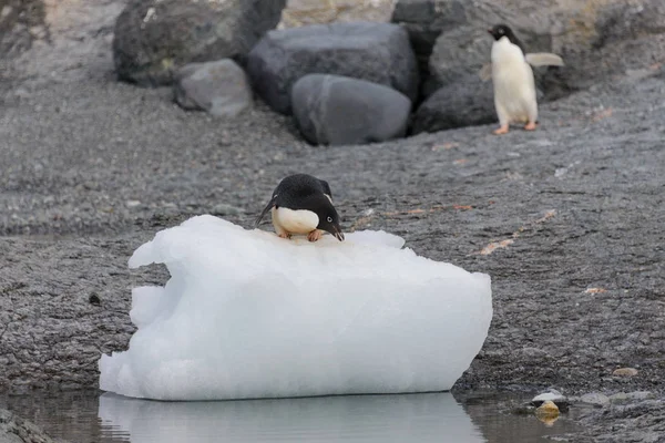 Пингвин Адели Стоит Льду Антарктиде — стоковое фото