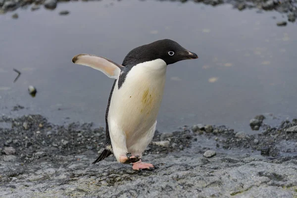 Pinguim Adelie Indo Para Praia Antártida — Fotografia de Stock