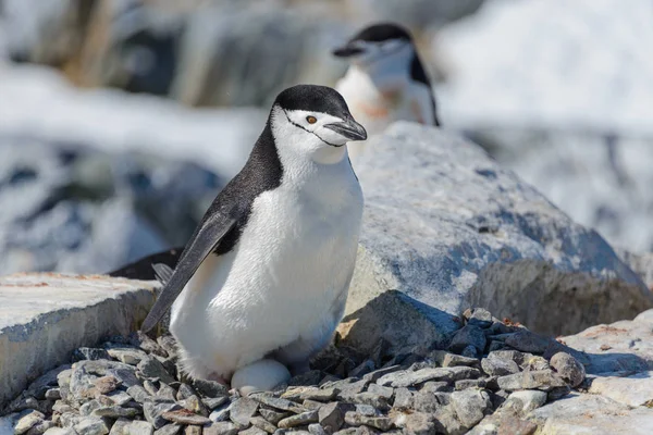 Pinguino Chinstrap Con Uovo Sulla Spiaggia Antartide — Foto Stock
