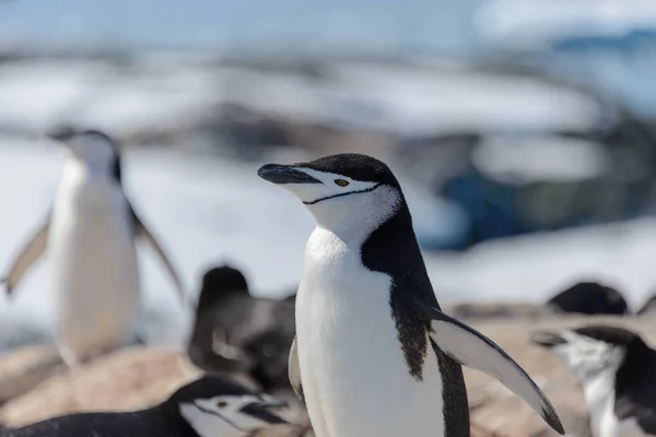 Chinstrap Pinguino Sulla Spiaggia Antartide Vicino — Foto Stock