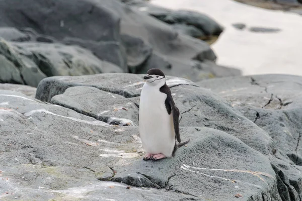 Pinguim Chinstrap Neve Antártida — Fotografia de Stock