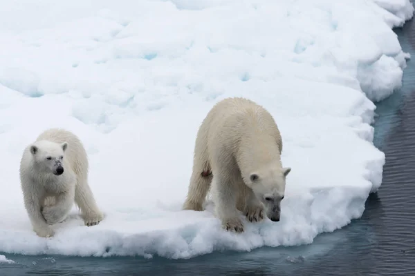 Oso Polar Ursus Maritimus Madre Cachorro Paquete Hielo Norte Svalbard — Foto de Stock