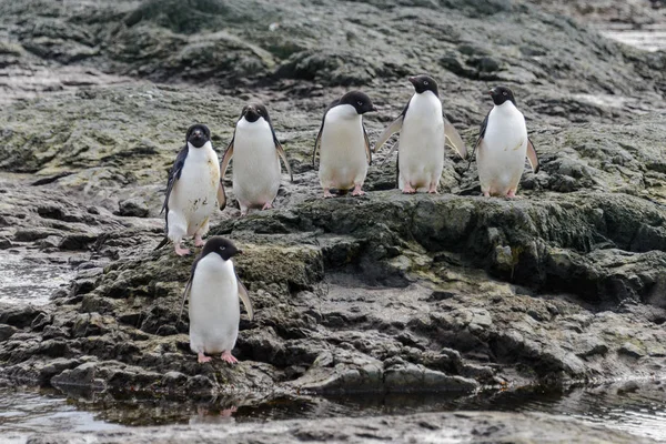 Groep Adéliepinguïns Strand Antarctica — Stockfoto
