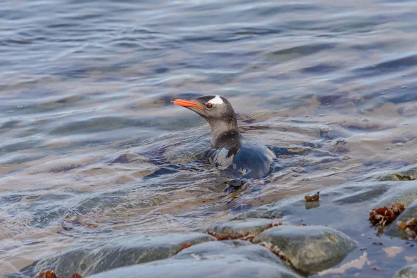 Gentoo Пінгвін Плавання Воді — стокове фото