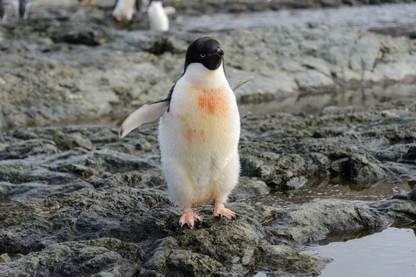 Pingüino Hábitat Natural — Foto de Stock