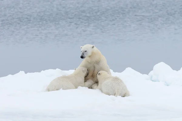Jegesmedve Anya Etetés Kölykök Jégtáblák Svalbard Sarkvidéki Norvégia Északi — Stock Fotó