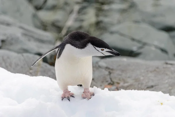 Pinguino Chinstrap Sulla Neve Antartide — Foto Stock