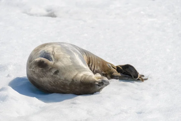 Zeeluipaard Strand Met Sneeuw Antarctica — Stockfoto