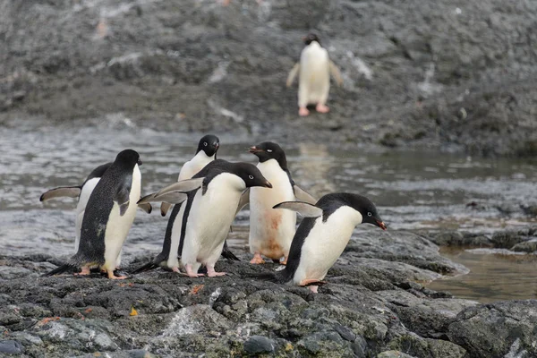Grupo Pingüinos Adelie Playa Antártida —  Fotos de Stock