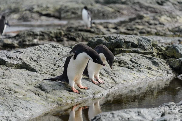 南极海滩上的一群阿迪企鹅 — 图库照片