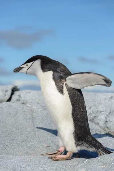 Pinguim Chinstrap Praia Antártida — Fotografia de Stock