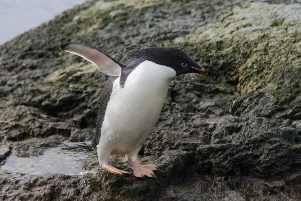 Pingouin Adelie Debout Sur Plage Antarctique — Photo