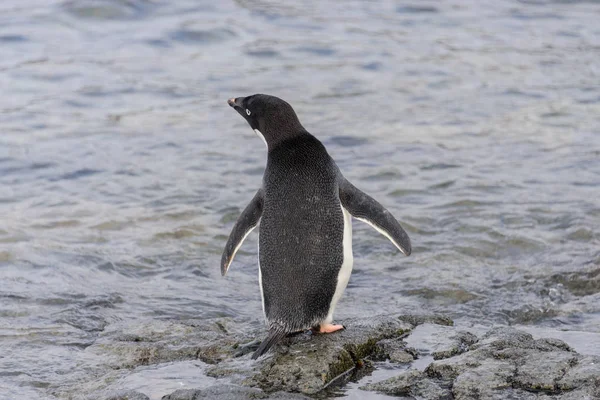 Adéliepinguïn Gonna Water Antarctica — Stockfoto