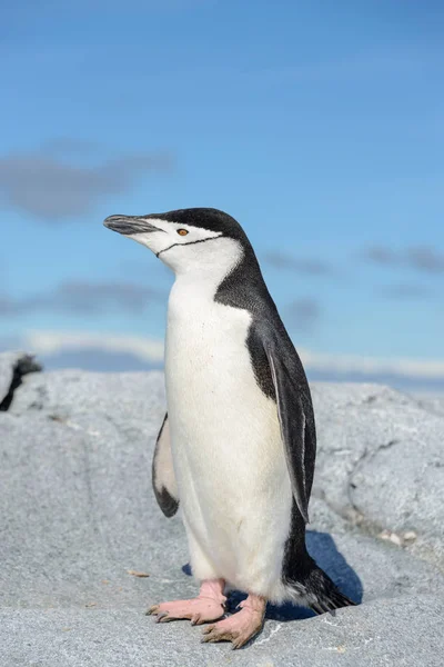 Pinguino Chinstrap Sulla Spiaggia Antartide — Foto Stock