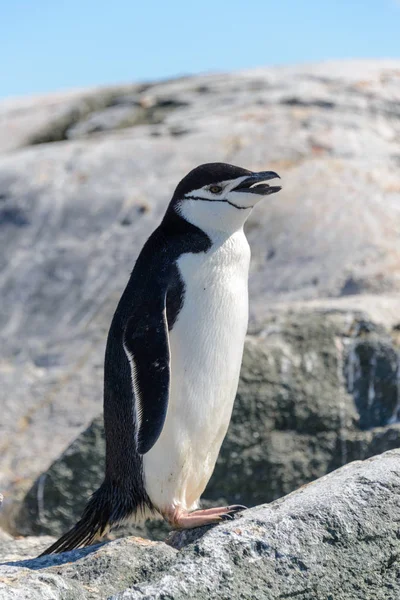 Pinguim Chinstrap Praia Antártida Close — Fotografia de Stock