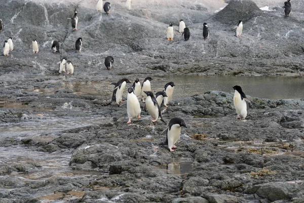 Groep Adéliepinguïns Strand Antarctica — Stockfoto
