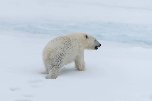 Wilde Eisbärenbabys Auf Dem Packeis Nördlich Von Spitzbergen — Stockfoto