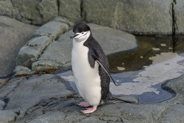 アゴヒゲ ペンギンの岩の上をクローズ アップ — ストック写真