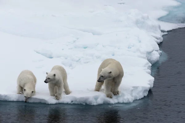 Oso Polar Ursus Maritimus Madre Gemelos Paquete Hielo Norte Svalbard —  Fotos de Stock