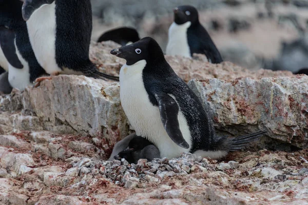 Pinguim Adelie Com Pintos Ninho Antártida — Fotografia de Stock