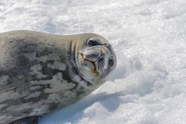 Морской Леопард Пляже Снегом Антарктиде — стоковое фото