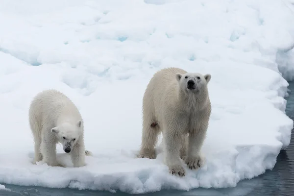 Полярний Ведмідь Урсус Maritimus Мати Дитинча Pack Льоду Північ Від — стокове фото