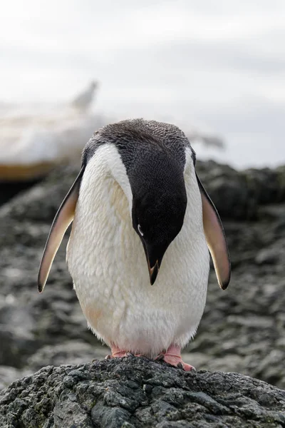 Pingouin Adelie Debout Sur Plage Antarctique — Photo