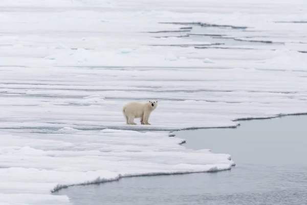 Kutup Ayısı Ursus Maritimus Kuzey Spitsbergen Adası Svalbard Pack Buzda — Stok fotoğraf