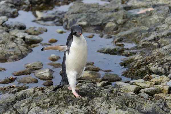 Adelie Pingvin Som Står Stranden Antarktis — Stockfoto