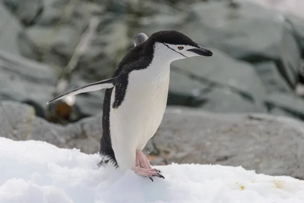 Pinguino Chinstrap Sulla Neve Antartide — Foto Stock