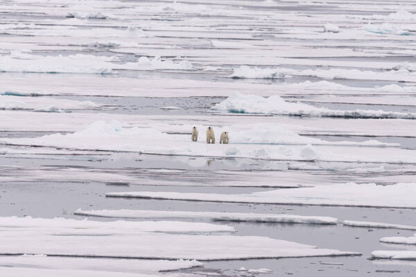 Полярный медведь (Ursus maritimus) мать и близняшки на паковом льду, к северу от Шпицбергена
