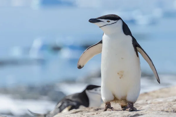 Stormbandpinguïn Het Strand Antarctica — Stockfoto