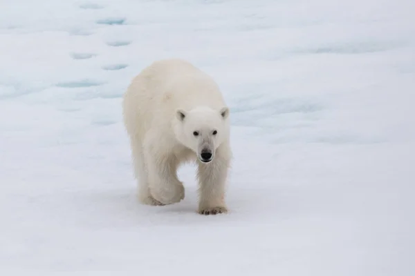 Urso Polar Ursus Maritimus Bloco Gelo Norte Ilha Spitsbergen Svalbard — Fotografia de Stock