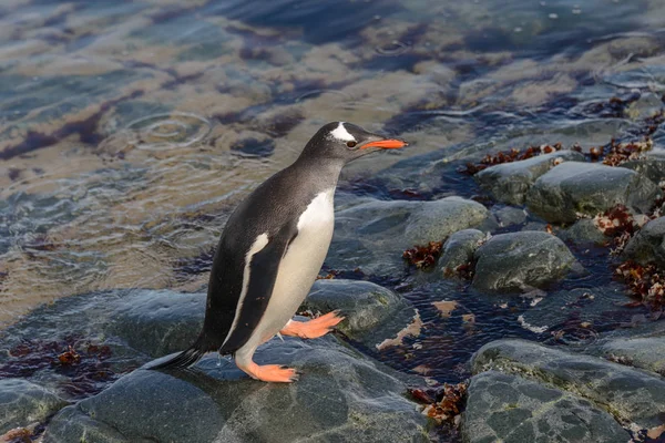 Gentoo Pinguin Wasser — Stockfoto